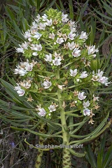 echium decaisnei 3 graphic